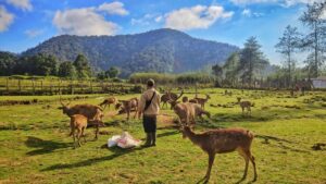 Tempat Wisata Di Ciwidey Bandung Yang Menarik Untuk Dikunjungi