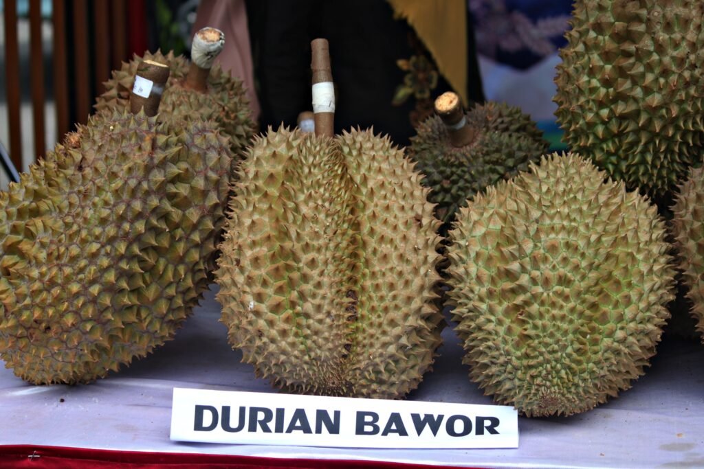 peluang bisnis kebun durian